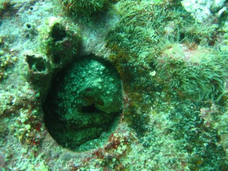 Tintenfisch versteckt sich in einem Felsloch