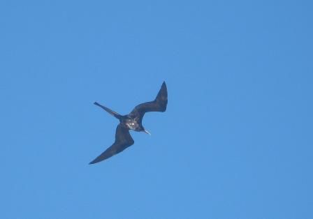Fregatt-Vogel