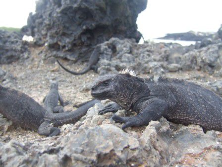"Marine Iguanas" sind die einzigen ihrer Art, die im Meer nach Nahrung tauchen. Sie koennen angeblich bis zu 50 Minuten (!!) unter Wasser bleiben und fressen Algen.