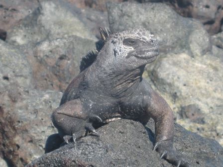 Die Tiere sind am ehesten zu finden, wenn sie sonnenbadend auf den Felsen am Ufer rumliegen