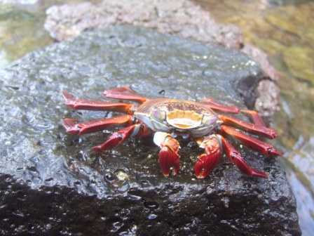 "Sally Lightfood Crab" - der erste Lichtfusz, den wir auf unserer Reise kennenlernen