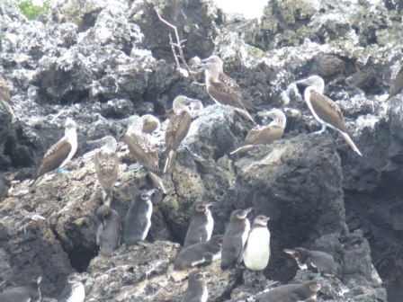Blaufusstoelpel und Galapagos-Pinguine scheinen einander nicht zu stoeren