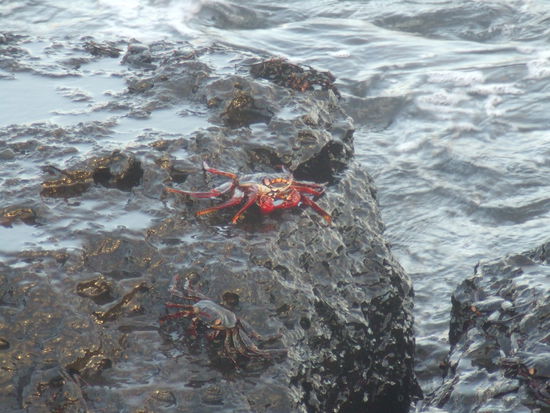 Nur die aelteren Krabben haben die kraeftigen Farben, im Vorder- und Hintergrund sind die schwarzen und brauenen Jungtiere zu sehen