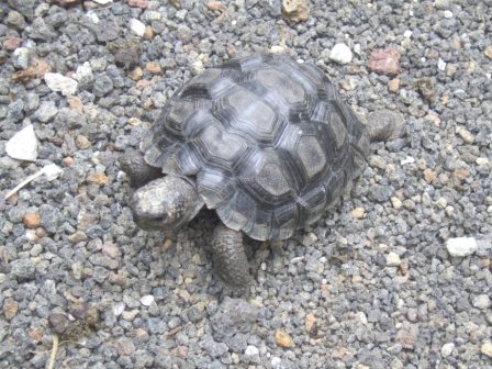 Riesenschildkroete mit ~6Monaten...