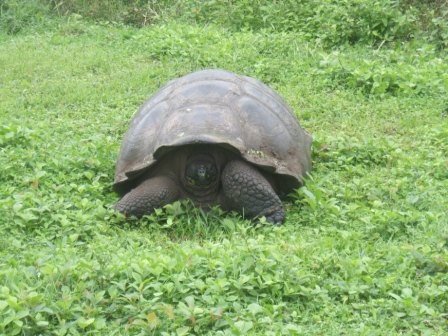 Eines der Tiere in freier Natur