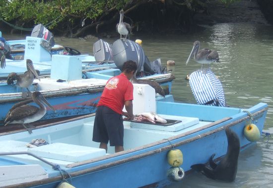 Er nimmt seinen Fang mal im Boot aus und wird gleich von Pelikanen und Seeloewen umzingelt