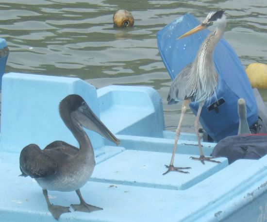 ...scheint der Graureiher kein grosser Fan von Pelikanen zu sein