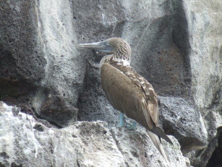 Blaufusstoelpel- blue footed boobie