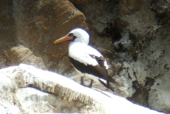 "Masked Boobie" oder auch "Nazca Boobie", eine weitere Toelpelart