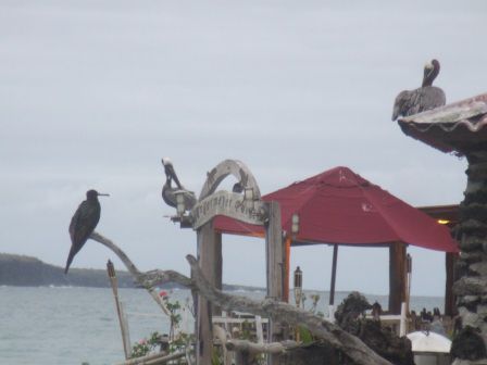 So kann ein Hauseingang auf Galapagos aussehen: Ein Fregatt-Vogel und zwei Pelikane sitzen auf dem Dach und am Bootssteg liegen noch ein paar Seelowen rum
