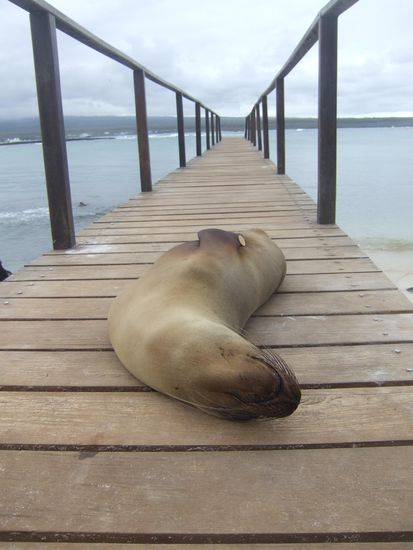 Auf dem Steg, der zu unserem Boot fuehrt, liegt ein Seeloewe ziemlich relaxt herum und laesst sich durch nichts stoeren.