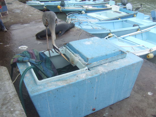 ...faengt er halt mal an rumzusuchen ob nicht doch noch irgendwo ein Fisch zu finden ist 