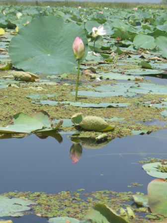 Und weil wir vom Lotus so angetan sind...