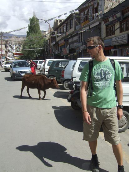 Kuh und Auto streiten sich hier gerne um den Parkplatz 