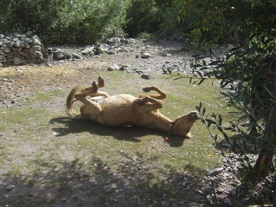 Die Pferde waelzen sich nachdem ihnen die Tragesaettel abgenommen werden
