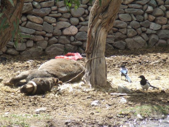 Diese Voegel hier haben sich in einem guenstigen Moment auf den Esel gestuerzt und irgendwelche Parasiten aus seinem Fell gepickt