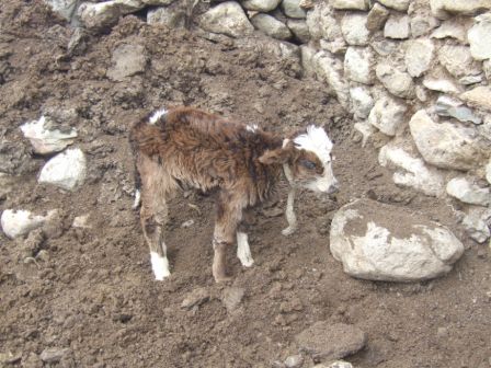Yak-Kalb