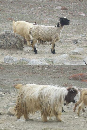 Extrem kleine Ziegen, manche haben die Groesse eines Dackels
