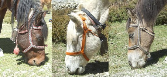 ...die Mana'leit: der Braune (7), der Weisse (4) und der Oide (29)