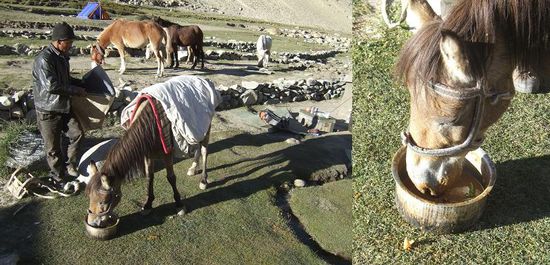 Der Oide und sein Schwarztee-Gemisch