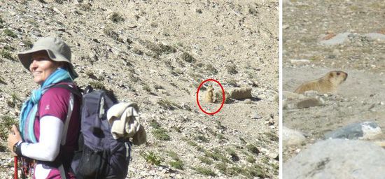 ...die Kerlchen sind sooooo lustig, vor allem wenn sie auf ihren Hinterlaeufen stehend Ausschau halten. Wittern sie Gefahr, geben sie einen hohen Laut von sich und verschwinden in ihrem Erdloch.