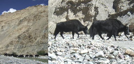 Yaks bei ihrer Flussquerung
