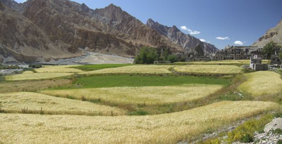 Wunderschoene Gerstefelder vor Markha