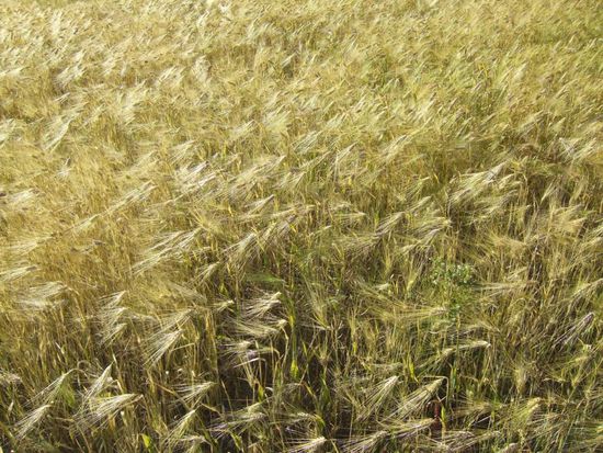 Aus Gerste wird das von Vivi heissgeliebte Tsampa hergestellt