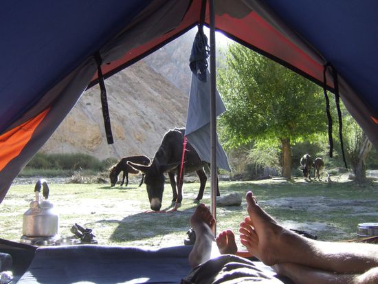 Wenn sich vor unserem Zelt dann noch  ein Pferde oder Esel blicken laesst, ist fuer uns die Idylle perfekt