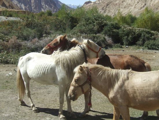 Die Freude, die wir mit Zedings Pferden haben, ist so gross, das wir jeden Tag von unserem Lunch ein Stueck Kartoffel ueberlassen...