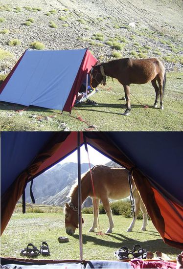 Ich komme grad vom Klo zurueck als ich ein Pferd neugierig in unser Zelt starren seh....