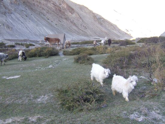 Neben den Pferden leisten uns heute auch noch kleine Yak und Ziegen Gesellschaft....