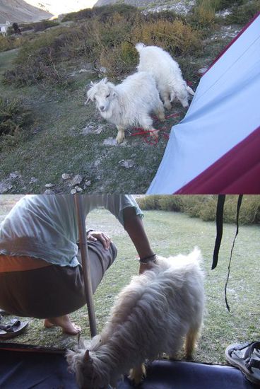 ...diese kleine Ziege wagt sich sogar in unser Zelt