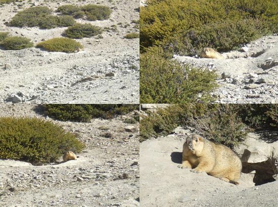 Mit gewohnter Anschleich-Technik bewegen wir uns Stueck fuer Stueck naeher an das wuschelige Ding heran, das neugieriger und somit nicht so scheu wie seine Kollegen zu sein scheint...
