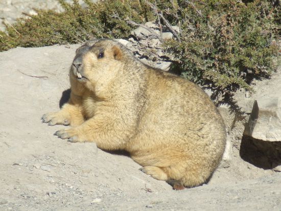 ...bis auf 2m laesst uns dieses Himalaya Murmeltier an sich ran und wir freuen uns riesig drueber, es mal aus naechster Naehe beobachten zu duerfen !!