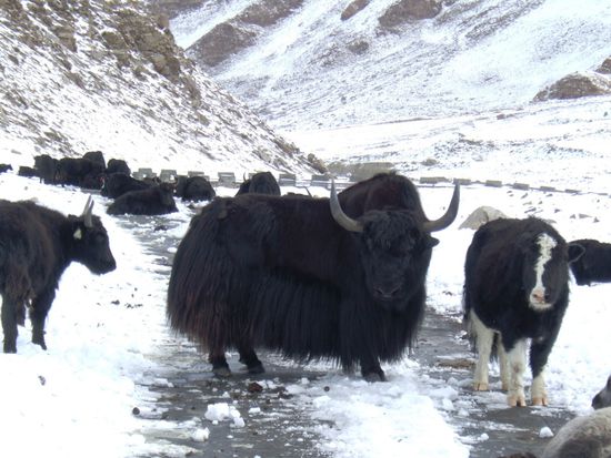 Vor allem dieses edle Exemplar eines Yak Bullens ist recht respekteinfloessend