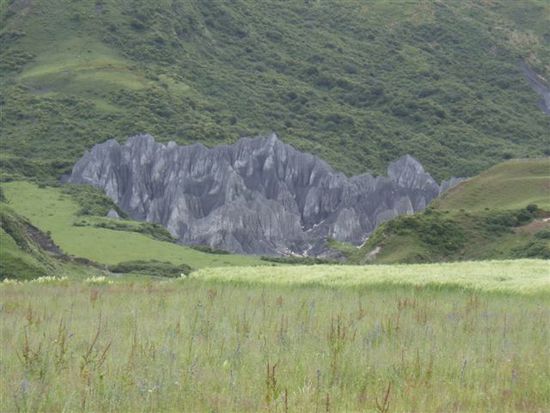 Stone Forest