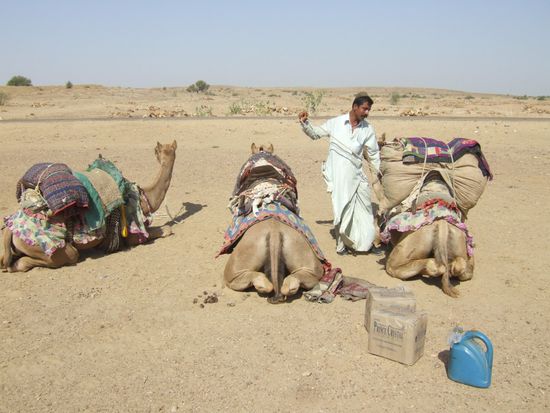 Wir freuen uns also beim ersten Anblick unseres neuen Transportmittels ! Die Kamele hier haben nur einen Hoecker und sind somit Dromedare.