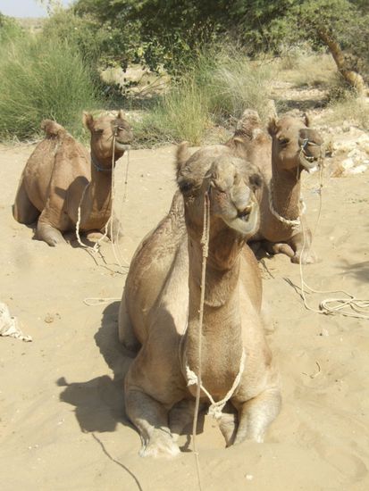 Den Dromedaren ist die Hitze ziemlich egal, solange sie was im Magen zum Wiederkaeuen haben, ihre Kiefermuskulatur in Takt ist und das letzte Wasser vor ein paar Tagen getrunken wurde, ist die Welt fuer sie in Ordnung
