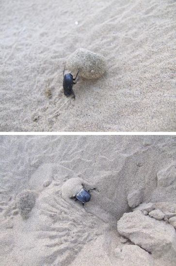 ...Die Uebeltaeter. Macht Spass, die unzaehligen Kaefer dabei zu beobachten, wie sie mit viel Krafteinsatz und lustigen Techniken versuchen, die Kamelscheisse in ihre Loecher zu verfrachten