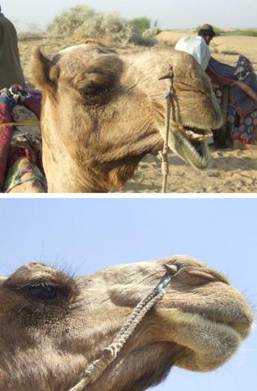 ...die grossteils immer schlapp nach unten haengt, abgesehen von den Momenten, wo es beleidigt ist und mit Muehe versucht zu schmollen