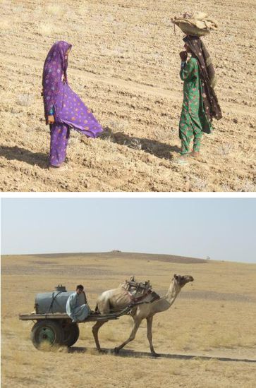 oben: arbeitende Frauen auf dem Feld
unten: ein sogenanntes 'Camelcar', das hier neben einem Esel die Luxusvariante eines Transportmittels darstellt