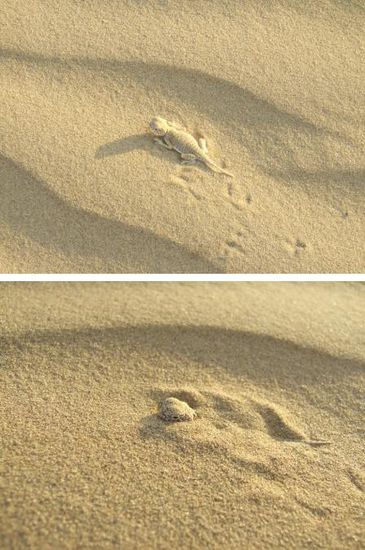 Als Fred diese Echse entdeckt, buddelt sie sich vor lauter Schreck gleich ein