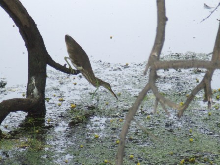 Tuempelreiher