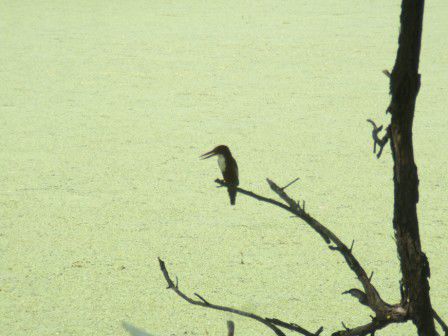 Freds Liebling, nicht nur des Bieres wegen: DER KINGFISHER !!