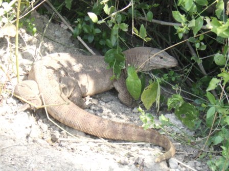 Auch diesen ca. 1m grossen Varan entdecken wir