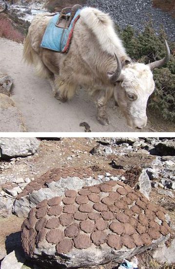 Kuh-/Yakfladen werden getrocknet und zum Heizen verwendet