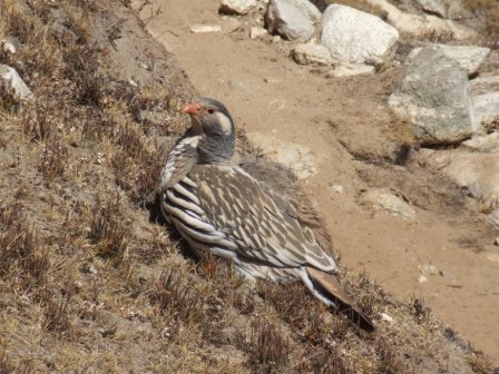 Himalayan Snow Cock