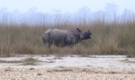 "Fredi i gfrei mi so! Do steht a Nashorn vor uns!"