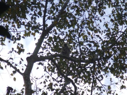 Hanuman Langur Affe